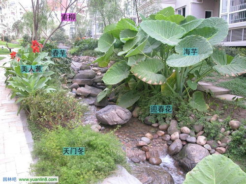 注意事項(xiàng),步驟,植物,配置