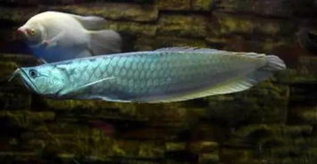 夏天養(yǎng)魚(yú)注意事項(xiàng)
