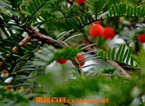 月季移栽注意事項(xiàng),肉肉的移栽方法和注意事項(xiàng),盆栽桔子樹(shù)的養(yǎng)殖方法和注意事項(xiàng)