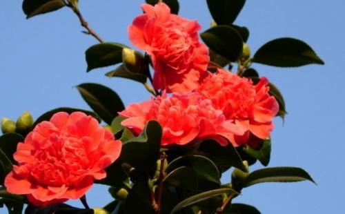 富貴子開(kāi)花后注意事項