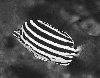 養斑馬魚(yú)注意事項