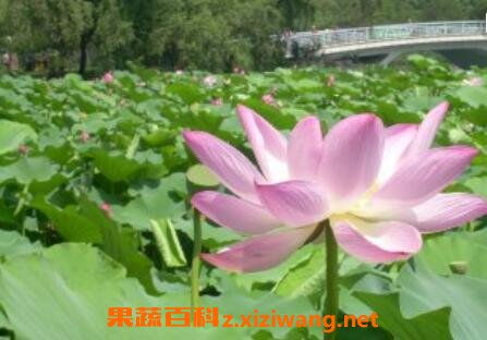 盆栽芙蓉花的養(yǎng)殖方法和注意事項(xiàng)