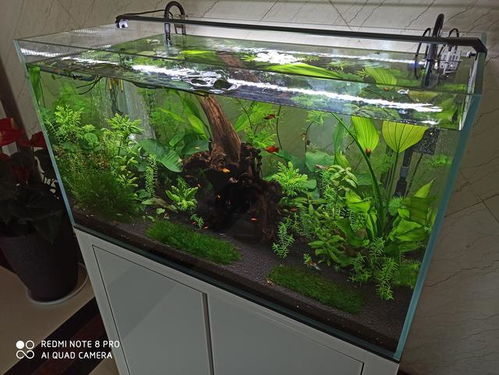 魚缸全缸換水注意事項(xiàng)