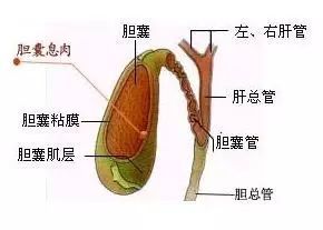 膽囊息肉切除后飲食要注意些什么,膽囊息肉手術(shù)后注意事項(xiàng),膽囊息肉切除后有什么影響及注意事項(xiàng)