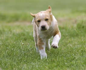母犬導尿術注意事項