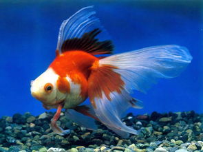 金魚喂養(yǎng)注意事項,金魚的養(yǎng)殖方法和注意事項,泰獅金魚注意事項