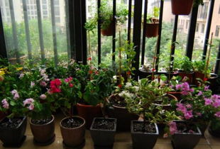 高層陽(yáng)臺(tái)養(yǎng)花注意事項(xiàng),封閉式陽(yáng)臺(tái)養(yǎng)花注意事項(xiàng),人血白蛋白養(yǎng)花的注意事項(xiàng)