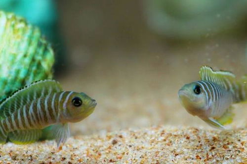 養(yǎng)馬鯛魚(yú)的注意事項(xiàng)