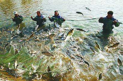 塑料桶養(yǎng)魚(yú)注意事項(xiàng),水缸養(yǎng)魚(yú)注意事項(xiàng),地下水養(yǎng)魚(yú)的注意事項(xiàng)