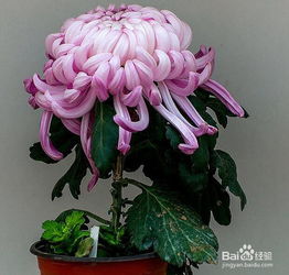 富貴菊的養(yǎng)殖方法和注意事項(xiàng)盆栽,富貴椰子的養(yǎng)殖方法和注意事項(xiàng),富貴椰子樹的養(yǎng)殖方法和注意事項(xiàng)