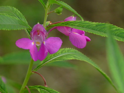 鳳仙花,養(yǎng)殖,注意事項,方法
