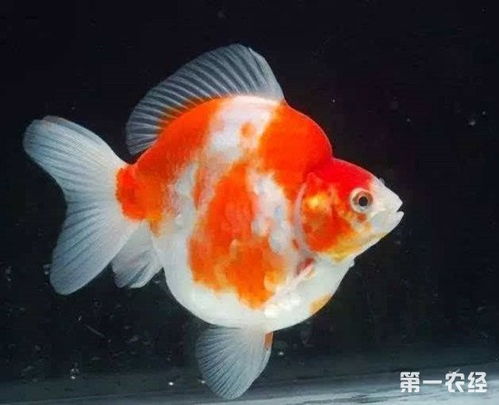 鎦金金魚注意事項