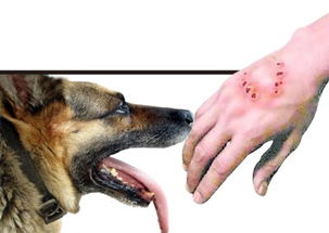 狗狗打狂犬疫苗注意事項(xiàng)有哪些,成年狗狗打狂犬疫苗注意事項(xiàng),狗狗打狂犬疫苗之前注意事項(xiàng)