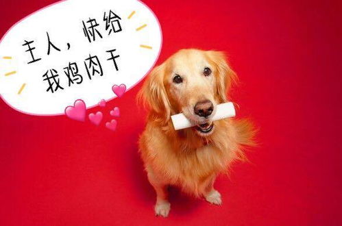 購買金毛犬注意事項