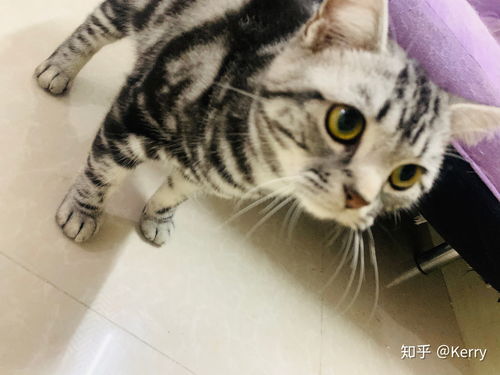 英短飼養注意事項,英短折耳貓飼養注意事項,飼養美短貓注意事項