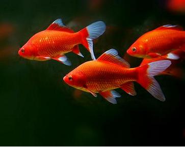 紅鯽魚的養(yǎng)殖方法和注意事項,魚缸養(yǎng)紅鯽魚注意事項,鯽魚的養(yǎng)殖方法和注意事項