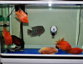 養(yǎng)海水魚注意事項(xiàng)