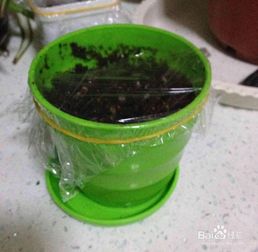 薄荷,種植,注意事項(xiàng),種子