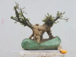 秋天移栽梅花應(yīng)注意事項