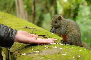 以保護野生動物為主題的活動,保護野生動物的活動設計方案,關(guān)于保護野生動物的活動主題