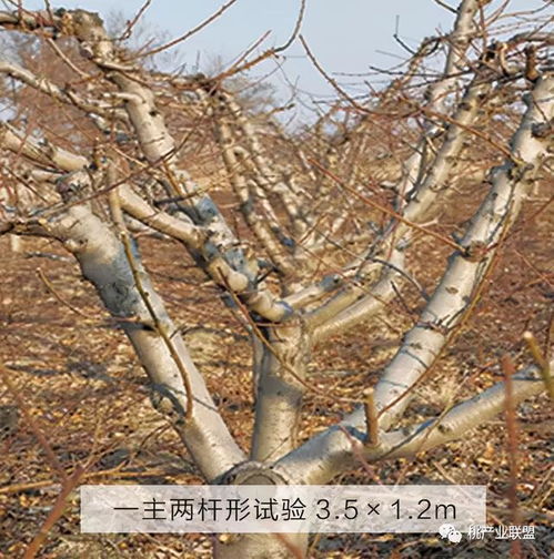 桃樹,注意事項,冬季