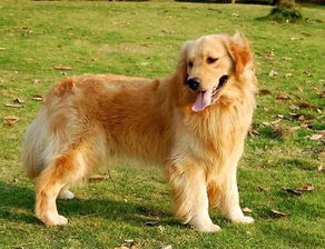 飼養(yǎng)金毛犬的注意事項(xiàng),金毛犬生產(chǎn)及分娩注意事項(xiàng),金毛犬生理期需注意事項(xiàng)