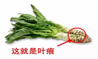萵筍移栽后的注意事項(xiàng),萵筍種植注意事項(xiàng),萵筍打920的注意事項(xiàng)