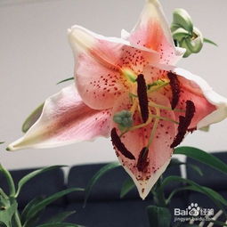百合花移栽注意事項,百合花的養(yǎng)殖方法和注意事項,百合花種植方法和注意事項