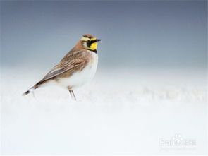 雛鳥(niǎo),百靈,飼養(yǎng),注意事項(xiàng)
