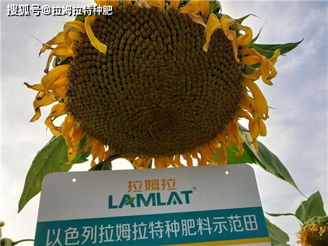 向日葵,發(fā)芽,注意事項