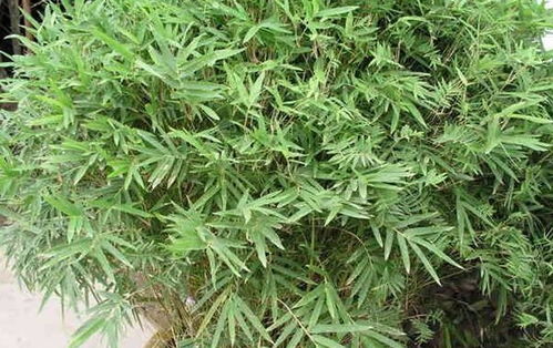 鳳尾竹換盆注意事項(xiàng)