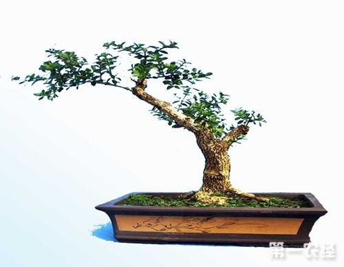 盆景養(yǎng)護(hù)管理注意事項