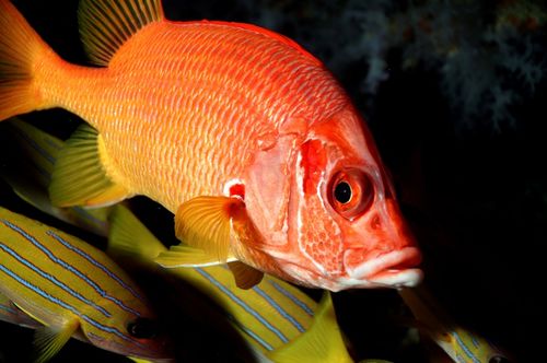 養(yǎng)慈鯛魚(yú)的注意事項(xiàng),養(yǎng)馬犬的注意事項(xiàng),個(gè)人養(yǎng)馬注意事項(xiàng)