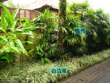 植物配置的步驟及每一步的注意事項(xiàng)