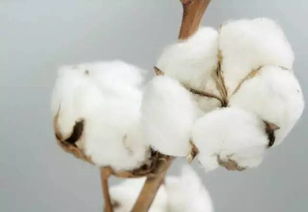 棉花存儲的注意事項(xiàng),棉花雜交的注意事項(xiàng),棉花娃娃注意事項(xiàng)