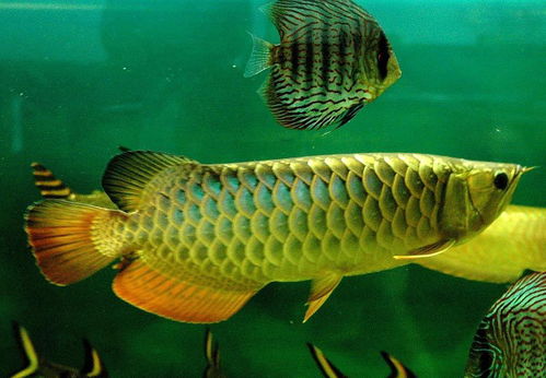 養殖,注意事項,金龍魚(yú)