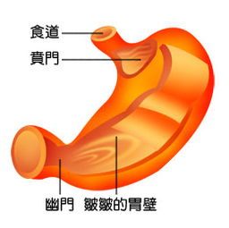 手術(shù)后,注意事項(xiàng),賁門癌