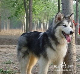 美國(guó)阿拉斯加注意事項(xiàng)