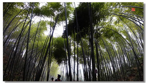 茶山竹海游玩攻略,茶山竹海游玩時(shí)間,茶山竹海游玩需要多長(cháng)時(shí)間