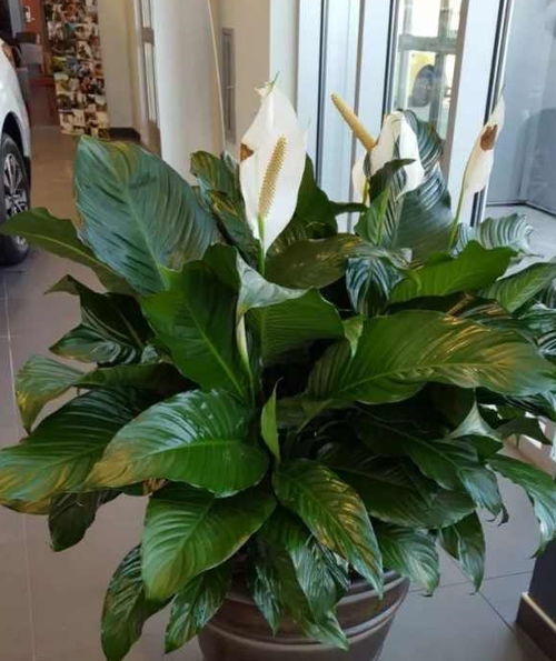 開花,注意事項(xiàng)