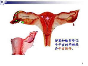 子宮左側(cè)囊性腫塊,子宮后方囊性腫塊,子宮囊性腫塊嚴(yán)重嗎