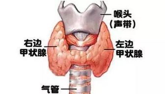 甲狀腺注意事項及飲食禁忌,甲狀腺3類(lèi)注意事項,甲狀腺穿刺后注意事項