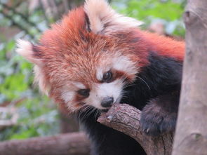 去杭州動(dòng)物園注意事項(xiàng)