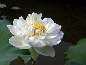 養(yǎng)殖,注意事項,方法