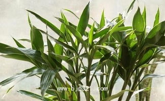 幸運竹的養(yǎng)殖方法和注意事項