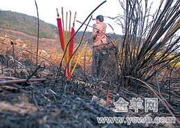 山火,注意事項(xiàng)