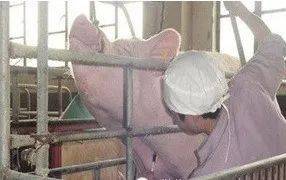 炭疽桿菌采集病料注意事項(xiàng),采取病料的注意事項(xiàng),傳染病病料的取材注意事項(xiàng)