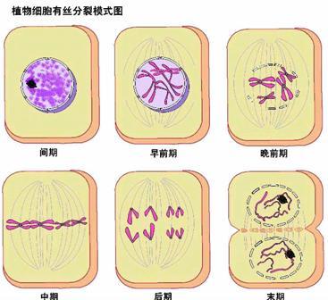 注意事項(xiàng),細(xì)胞,實(shí)驗(yàn),有絲分裂