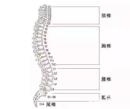 脊柱,注意事項(xiàng)