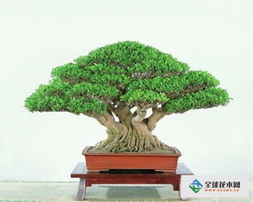 玻璃海棠花的養(yǎng)殖方法和注意事項,玻璃海棠花的養(yǎng)殖方法和注意事項小說,龍須樹的養(yǎng)殖方法和注意事項
